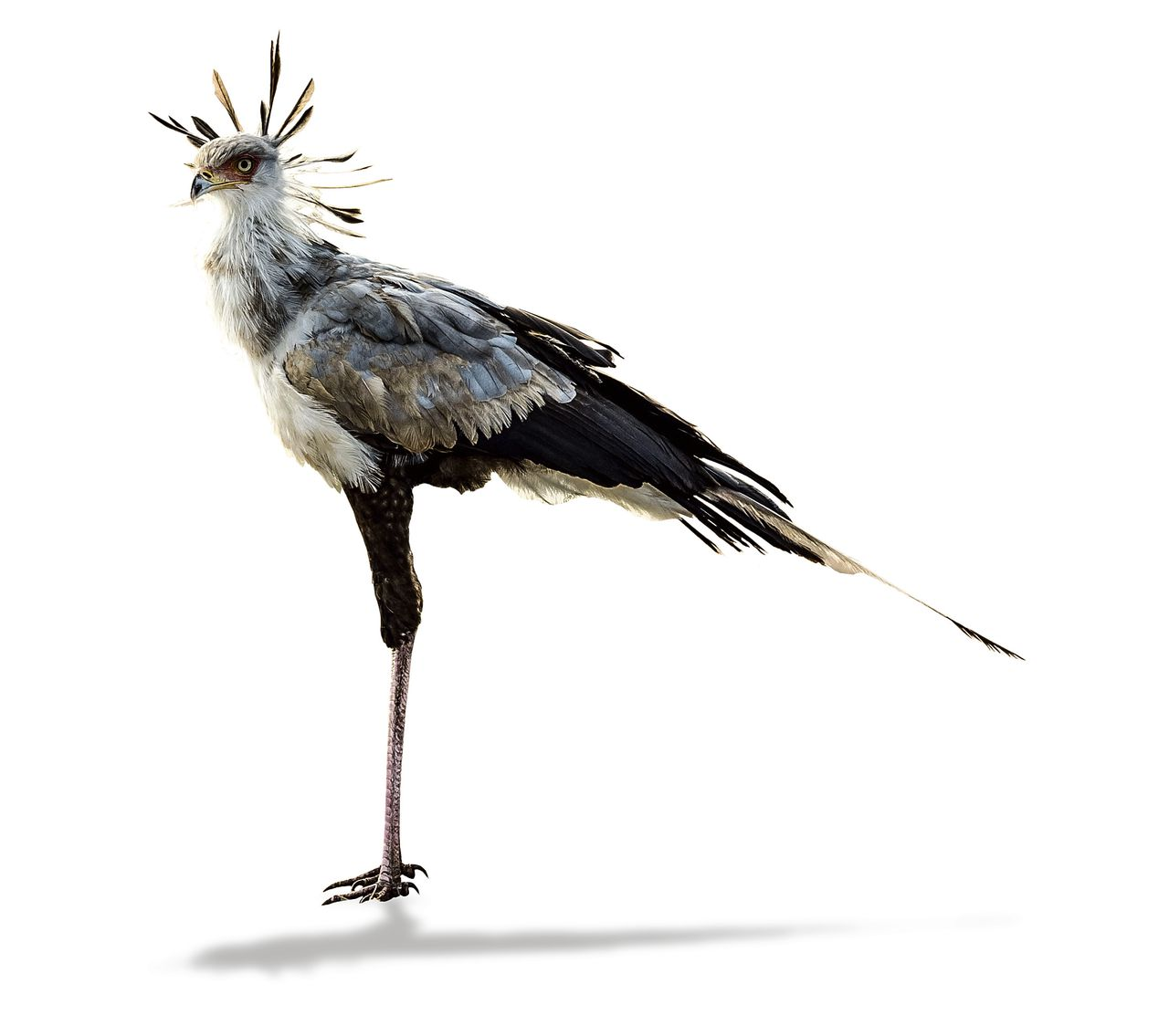 Lees meer over het artikel Een pasfoto te ver…
